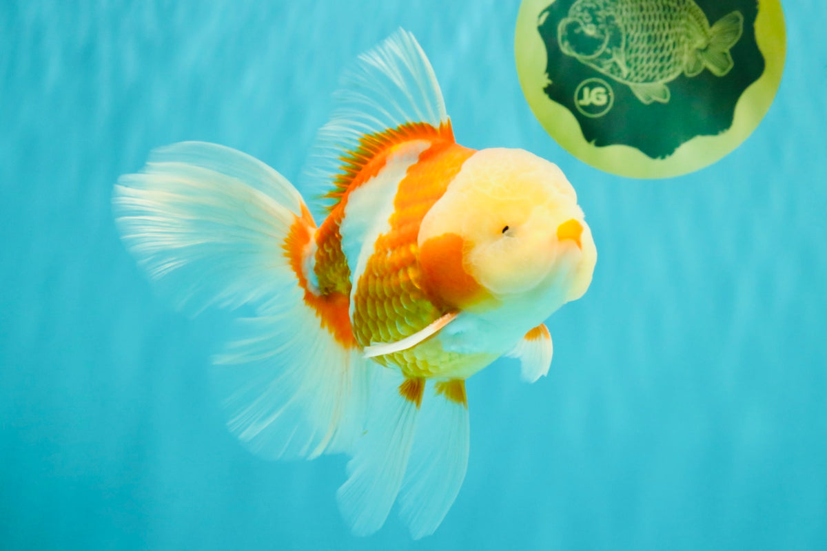 A Grade Lipstick Red White Oranda Male 6 inches #100926OR_17
