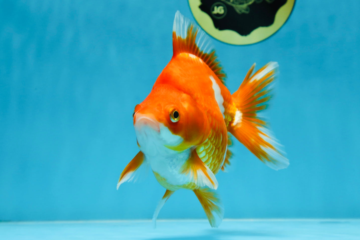 AAA Grade Ryukin Red White Female 5.5 inches #070425RK_02