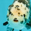 Ink Chinese Ranchu Male 5.5-6 inches #050826RC_13
