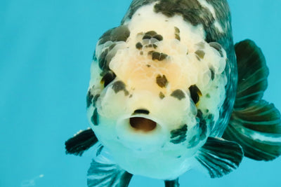 Ink Chinese Ranchu Male 5.5-6 inches #050826RC_13