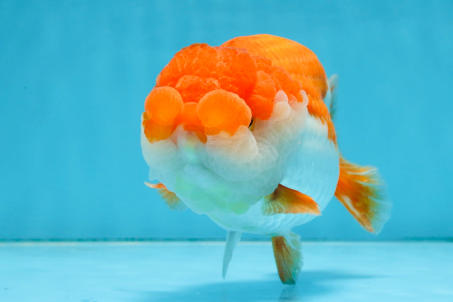 A Grade FLUFFY WEN Red White LionQueen 5.5 inches #091925LC_25