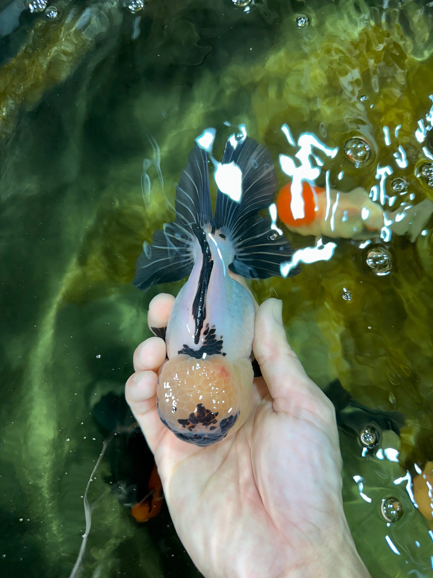 A Grade Panda Oranda Female 5-5.5 inches #050925OR_35