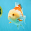 CHUBBY A Grade Red White Yuanbao Male 6 inches #041026YB_26