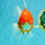 A Grade Red White Oranda Female 5.5-6 inches #101626OR_14