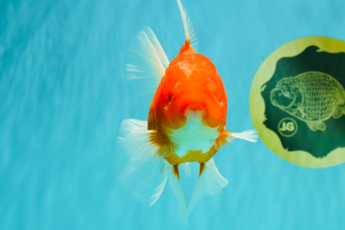 A Grade Red White Oranda Female 5.5-6 inches #101626OR_14