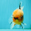 A Grade Tiger Oranda Male 5.5-6 inches #081426OR_04