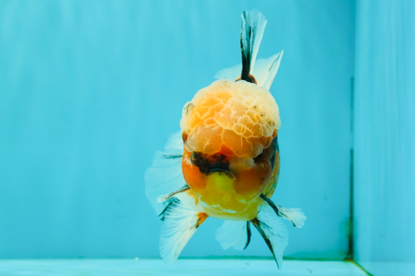 A Grade Tiger Oranda Male 5.5-6 inches #081426OR_04