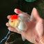 A Grade Pom-poms Tancho Oranda Female 5 inches #102524OR_12