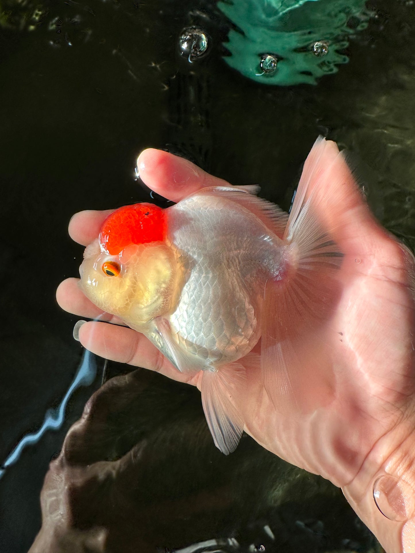 A Grade Pom-poms Tancho Oranda Female 5 inches #102524OR_12