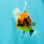 A Grade Calico Oranda Male 6.5-7 inches #082126OR_14