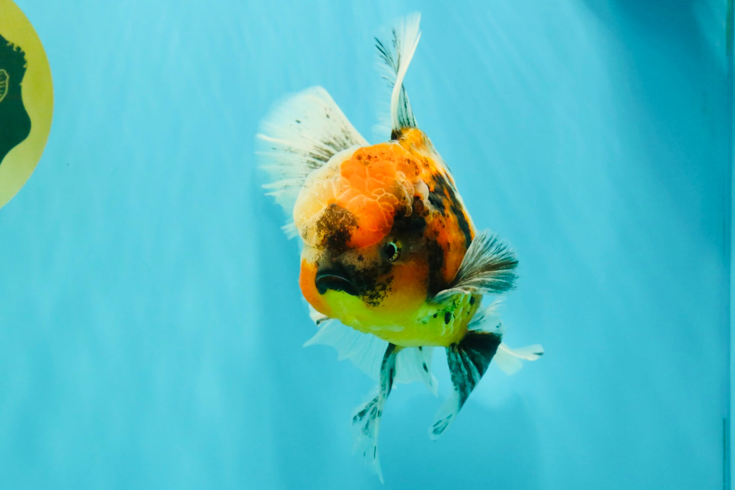 A Grade Calico Oranda Male 6.5-7 inches #082126OR_14