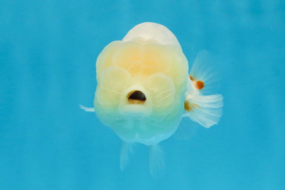 White Lionchu Female 3.5 inches #103125LC_23