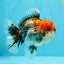 A Grade Godzilla Red Head Kirin Oranda Male 6-6.5 inches #031326OR_04