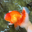 A Grade Red Oranda Male 6.5 inches #100926OR_19