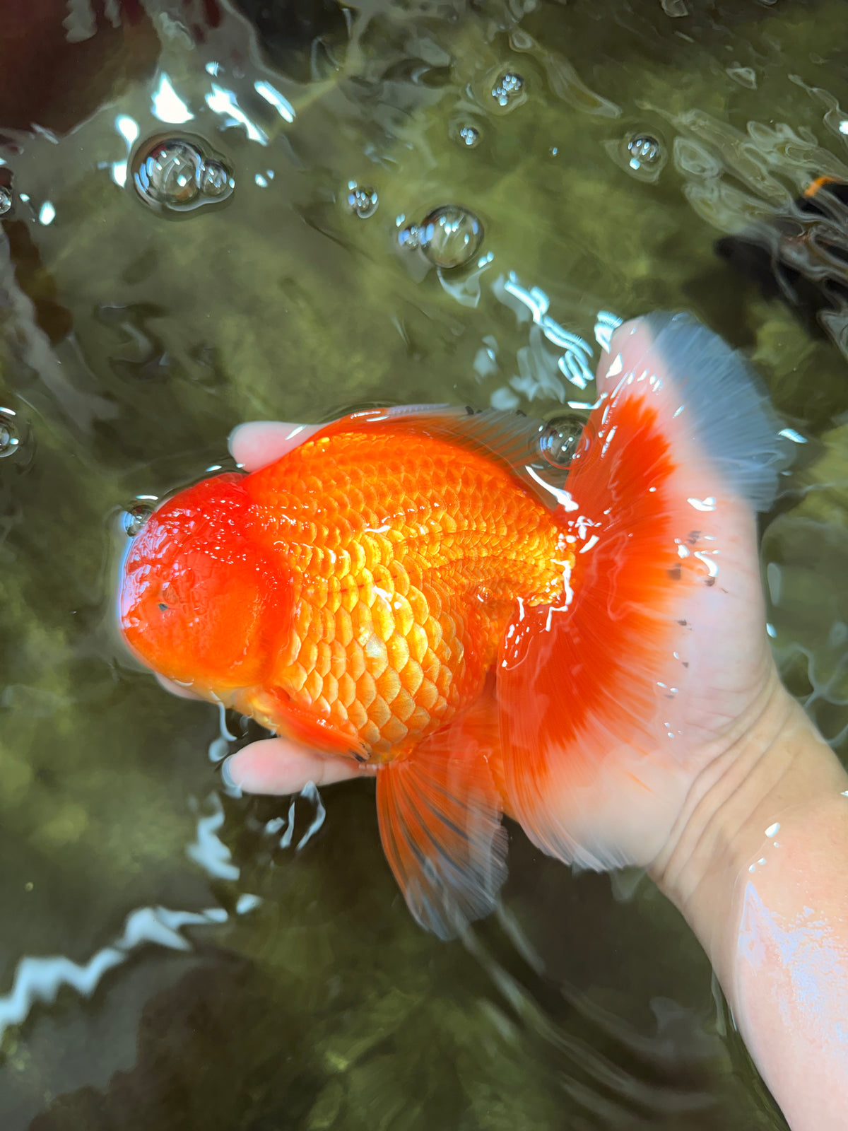 A Grade Red Oranda Male 6.5 inches #100926OR_19