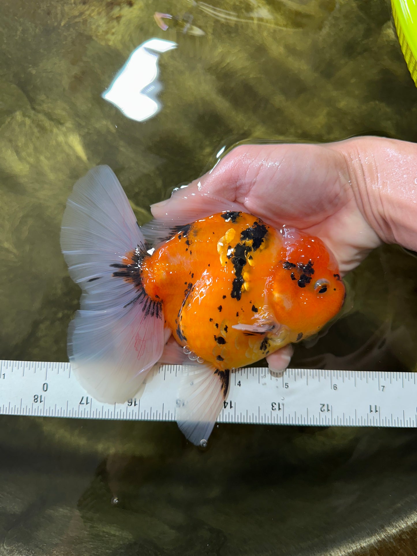 AAA Grade TOP Tiger Oranda Female 6-6.5 inches #051625OR_16