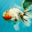 A Grade Sakura Oranda Male 6.5 inches #071726OR_32