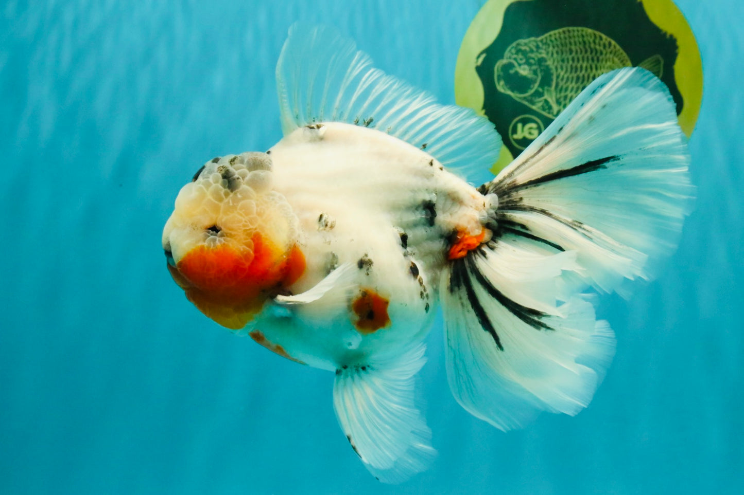 A Grade Sakura Oranda Male 6.5 inches #071726OR_32