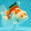 SPECIAL A Grade Red White Oranda Male 6-6.5 inches #051526OR_02