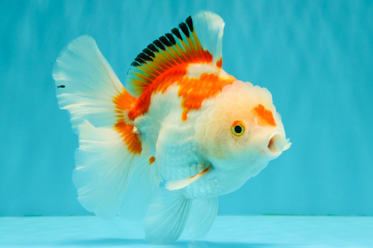 SPECIAL A Grade Red White Oranda Male 6-6.5 inches #051526OR_02
