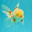 A Grade Red White Oranda Male 5.5 inches #102326OR_16