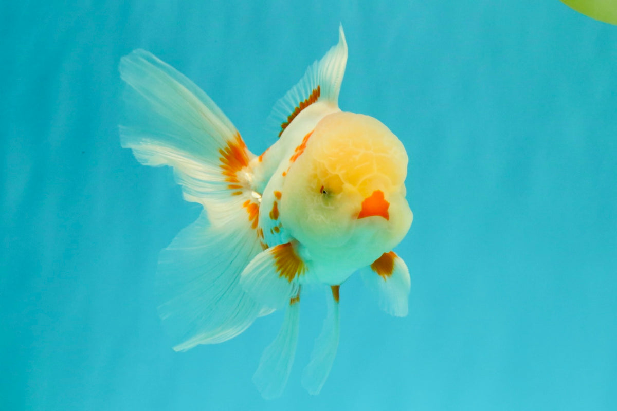 A Grade Red White Oranda Male 5.5 inches #102326OR_16