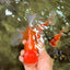 Red White Oranda Male 6 inches #090426OR_11