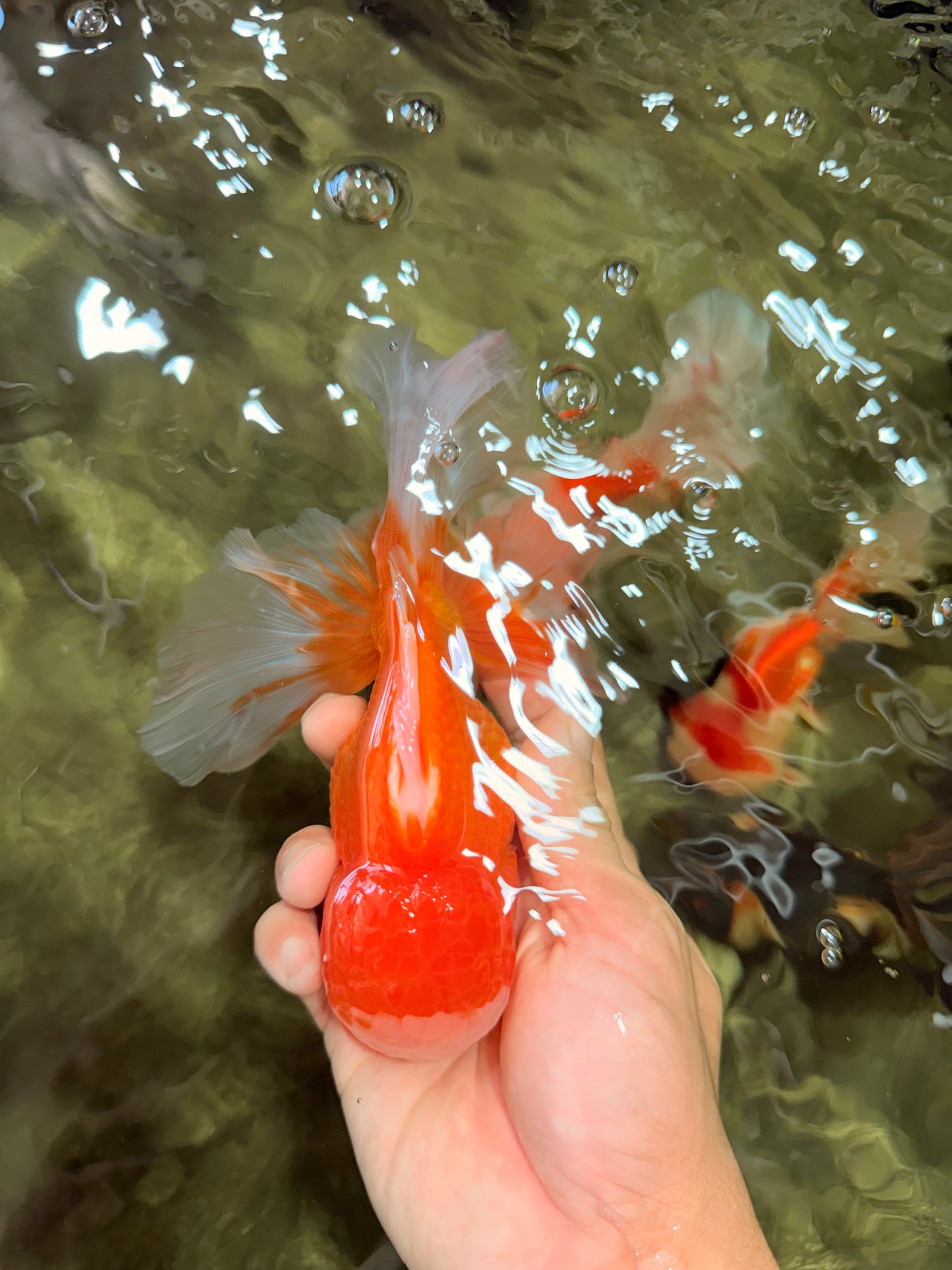 Red White Oranda Male 6 inches #090426OR_11