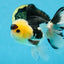 AAA Grade Panda Button Eyes Oranda Male 5-5.5 inches #080125OR_22