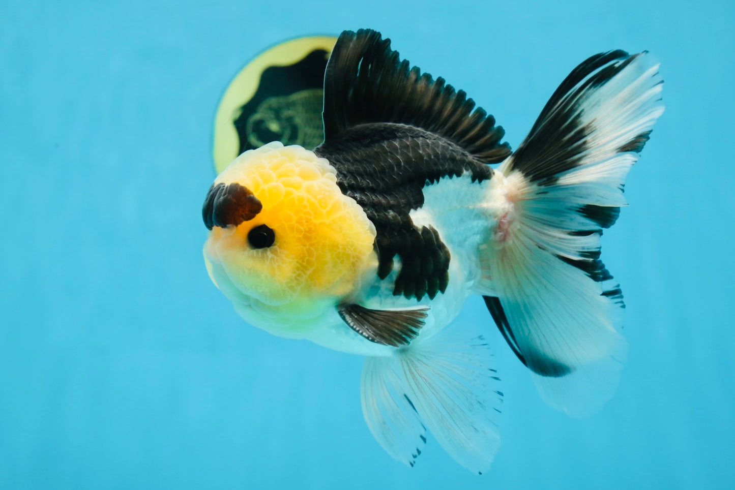 AAA Grade Panda Button Eyes Oranda Male 5-5.5 inches #080125OR_22