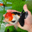 A Grade Tricolor Oranda Male 4.5inches #0920OR_27