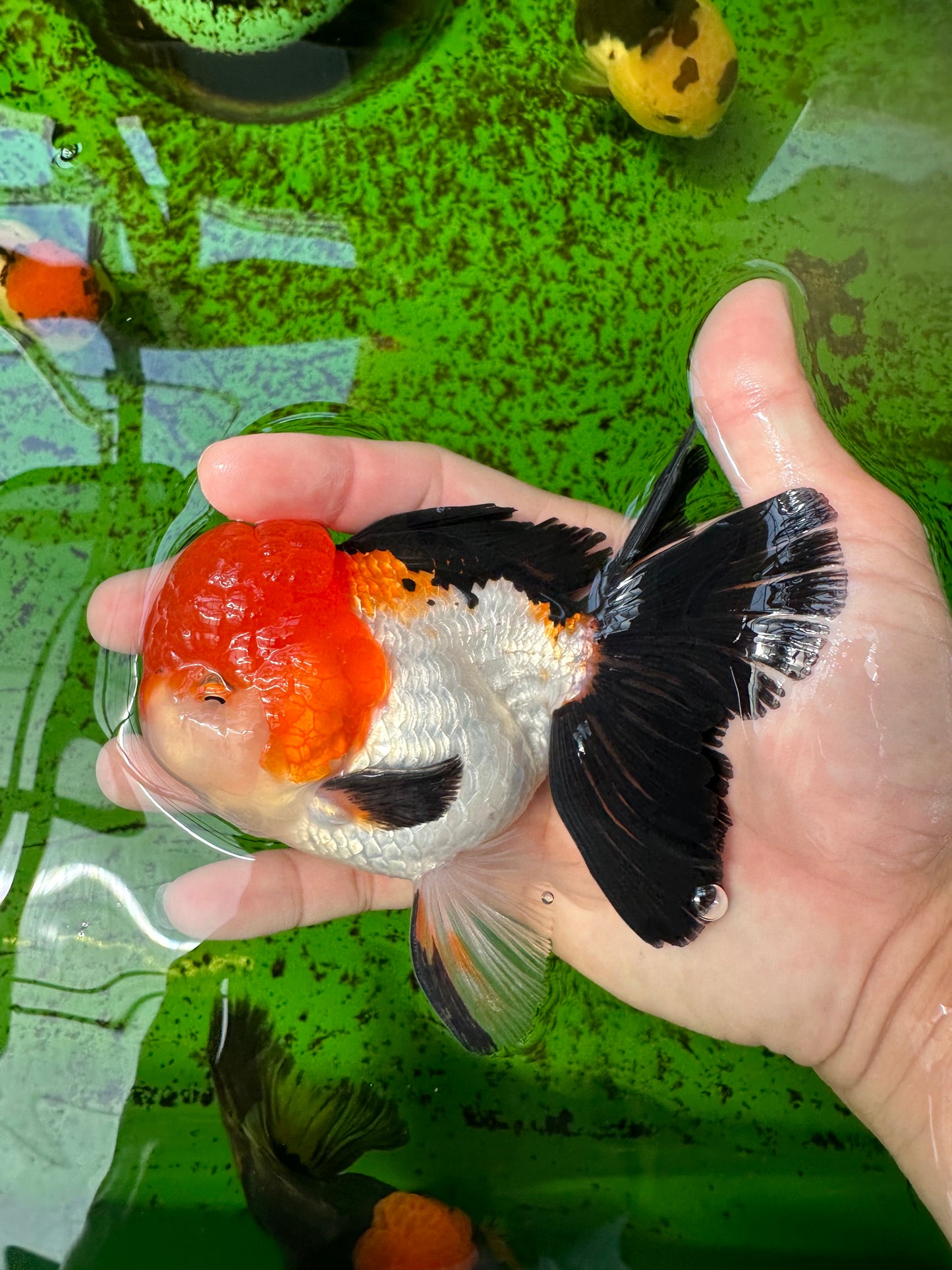 A Grade Tricolor Oranda Male 4.5inches #0920OR_27