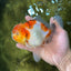 AAA Grade Sakura Oranda Male 5.5 inches #050925OR_54