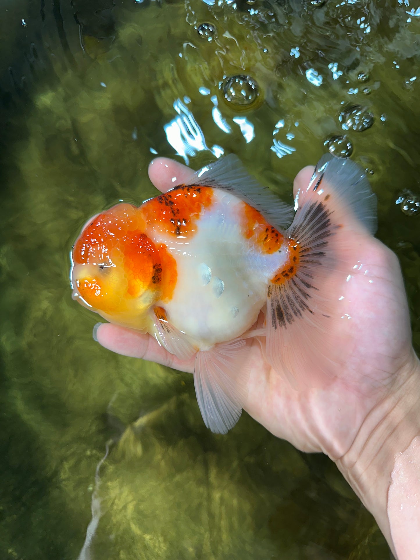 AAA Grade Sakura Oranda Male 5.5 inches #050925OR_54
