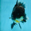 AAA Grade MIDNIGHT Kirin Oranda Male 5.5-6 inches #082925OR_15