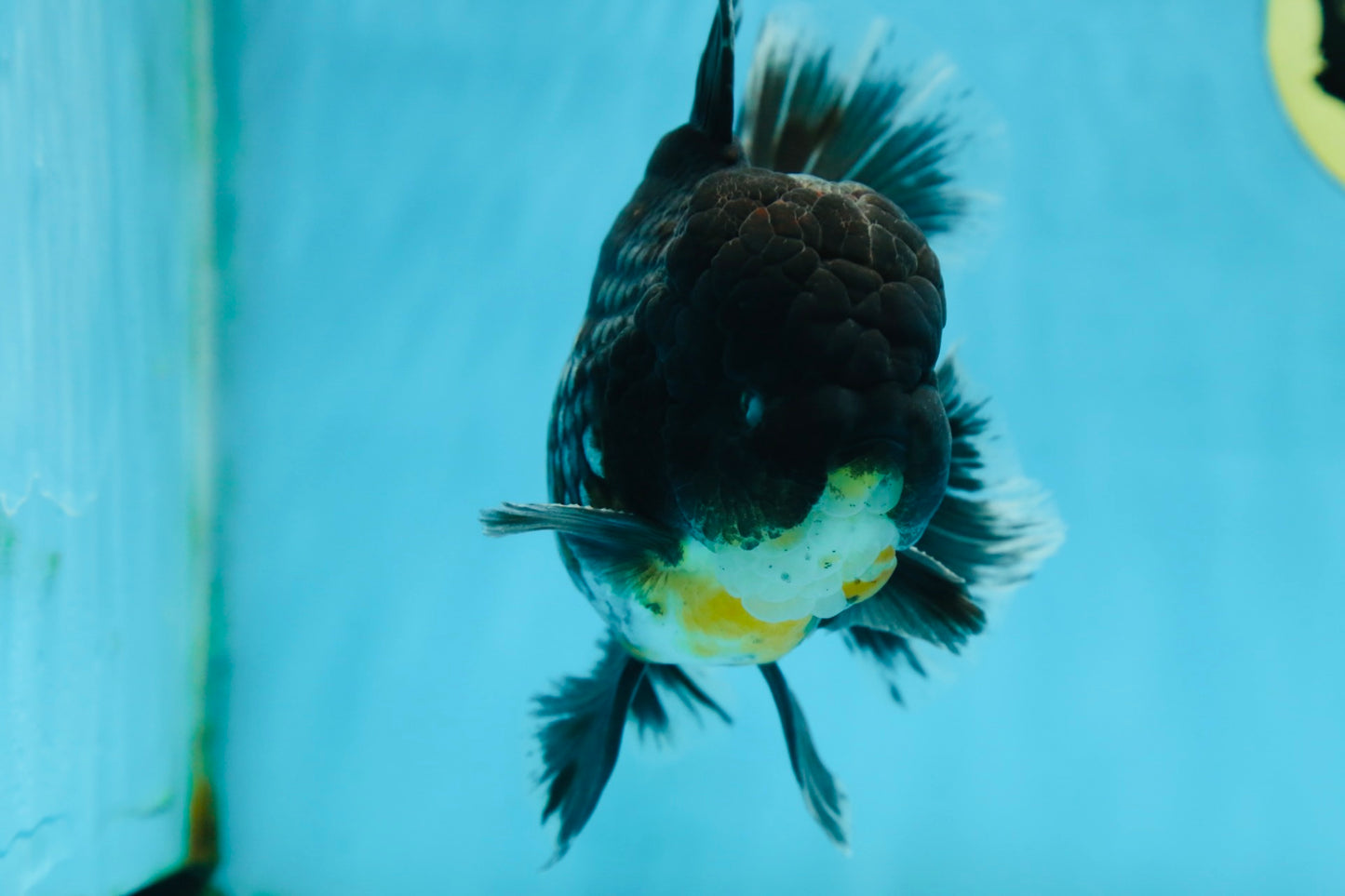 AAA Grade MIDNIGHT Kirin Oranda Male 5.5-6 inches #082925OR_15