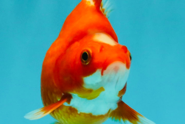 SPECIAL A Grade Jade Head Red White Ryukin Female 4 inches #042426RK_04