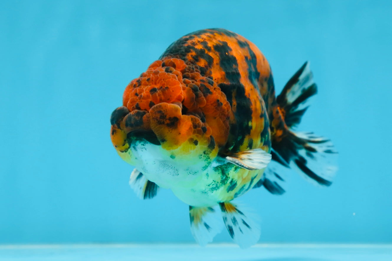 AAA Grade Tiger LionKing 5 inches #070425LC_05