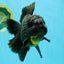 BULLDOG A Grade Godzilla Black Oranda 6.5 inches #022726OR_13