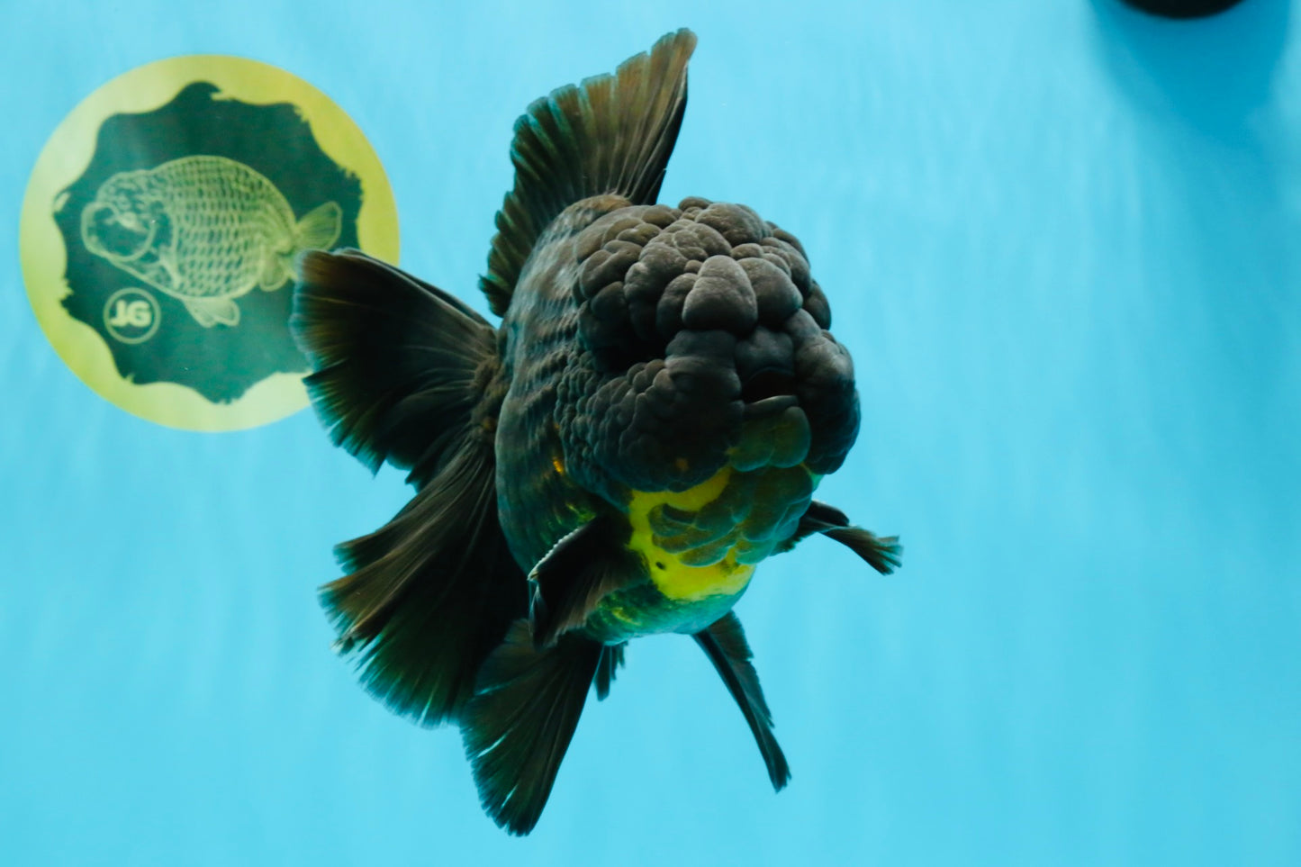 BULLDOG A Grade Godzilla Black Oranda 6.5 inches #022726OR_13