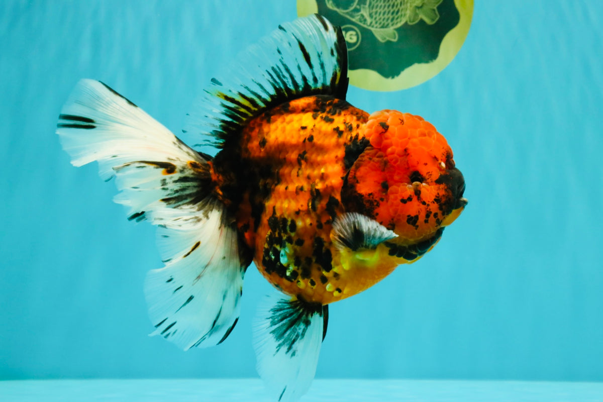 Tiger Oranda Female 7 inches #100926OR_12
