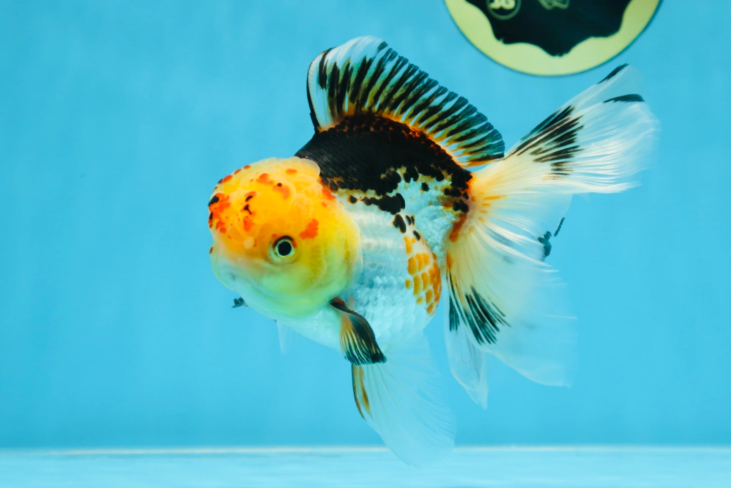 A Grade UNIQUE Tricolor Oranda Male 5.5 inches #072525OR_08