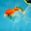 A Grade ADORABLE Red White Oranda Female 5.5 inches #072525OR_18