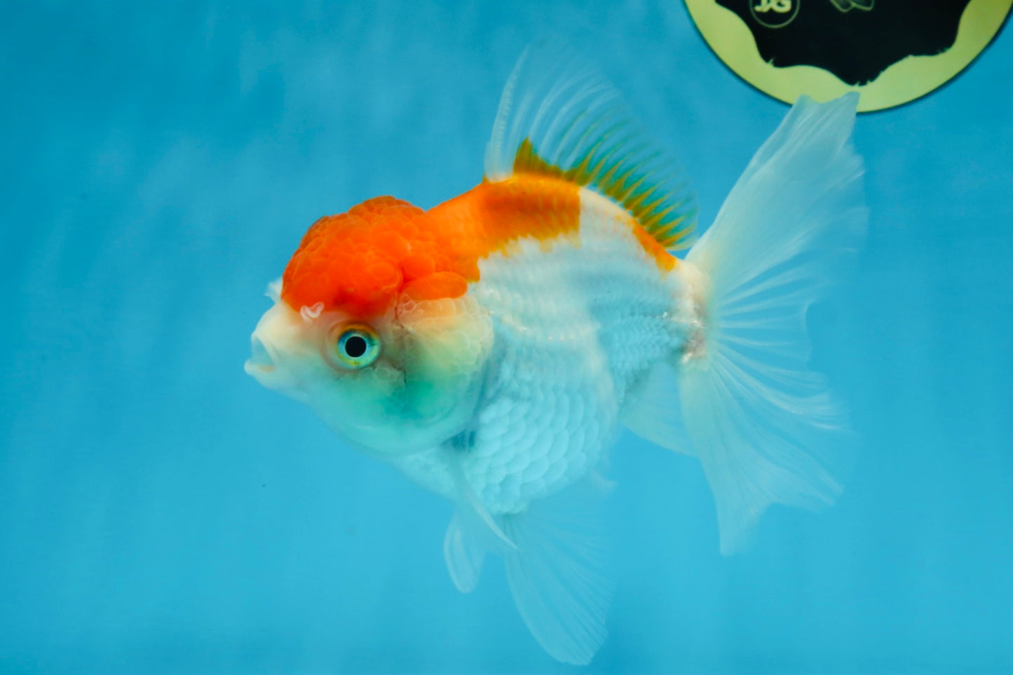 A Grade ADORABLE Red White Oranda Female 5.5 inches #072525OR_18