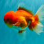 A Grade Red White Oranda Male 5.5 inches #080726OR_12