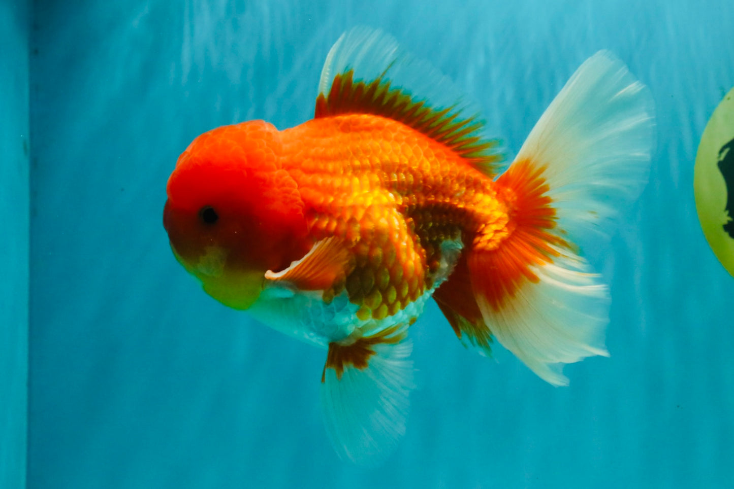 A Grade Red White Oranda Male 5.5 inches #080726OR_12