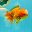 Red White Oranda Male 6 inches #090426OR_11
