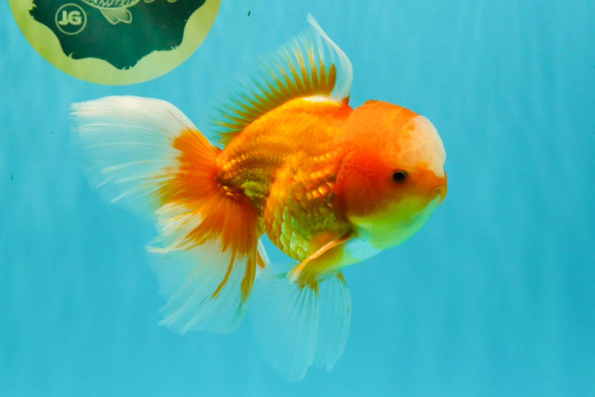Red White Oranda Male 6 inches #090426OR_11