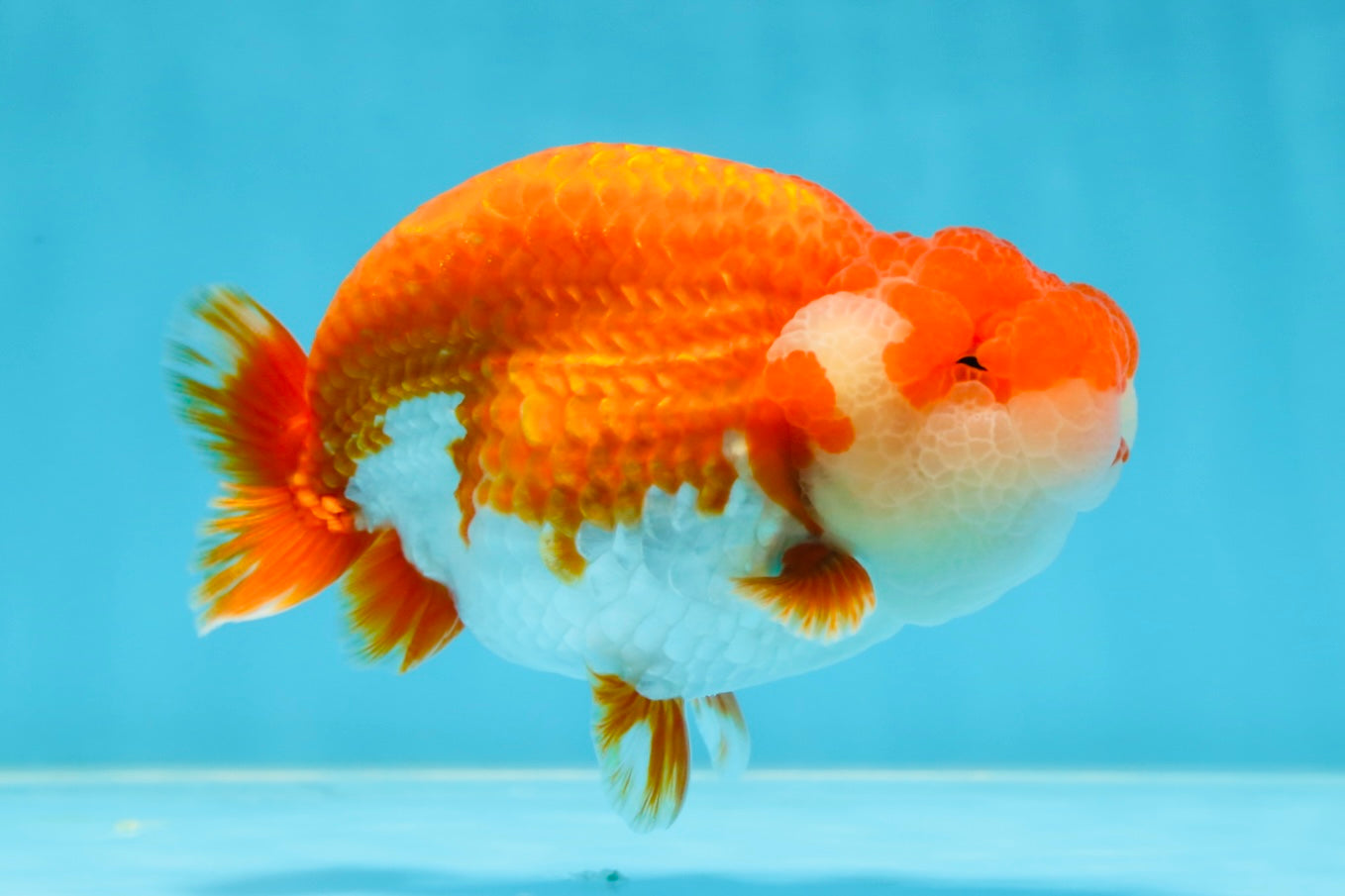 AAA Grade TOP Red White LionQueen 4.5 inches #051625LC_38