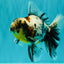 AAA Grade Calico Oranda Male 6 inches #070626OR_11